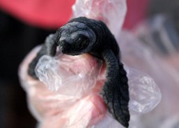 17024759292_ece1ab4833_z